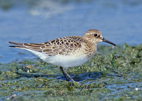 Calidris bairdii  BAIRD'S SANDPIPER 78819z