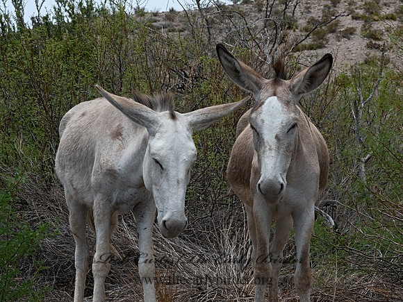 Equus asinus  DONKEY 3038247-z