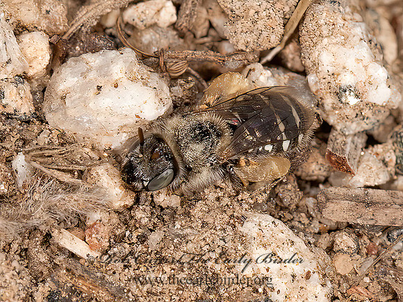 Calliopsis  MINING BEE 8037031z