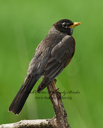 Turdus migratorius  AMERICAN ROBIN 8003033z