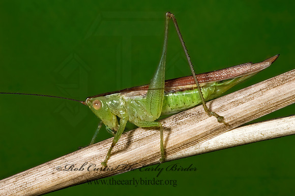 Conocephalus fasciatus fasciatus 5015346z