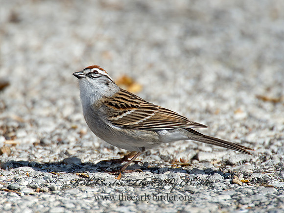 Spizella passerina  CHIPPING SPARROW 9021286z