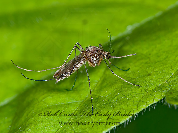 Culex tarsalis  MOSQUITO 6007219z