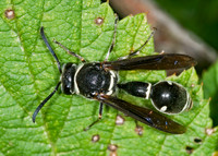 Eumenes fraternus 6016056z