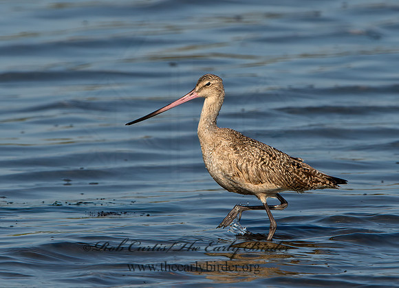 Limosa fedoa  MARBLED GODWIT 9057570z