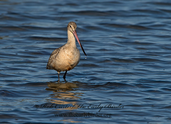 Limosa fedoa  MARBLED GODWIT 9057576z