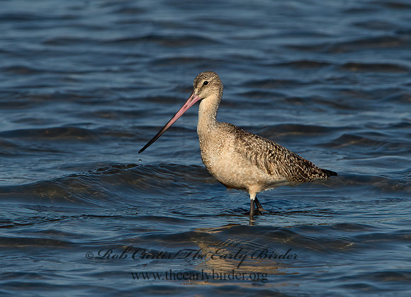 Limosa fedoa  MARBLED GODWIT 9057583z