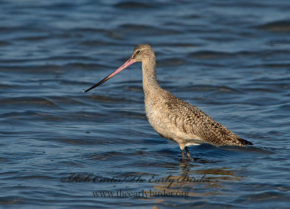 Limosa fedoa  MARBLED GODWIT 9057585z