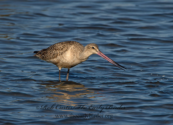 Limosa fedoa  MARBLED GODWIT 9057574z