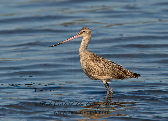 Limosa fedoa  MARBLED GODWIT 9057569z