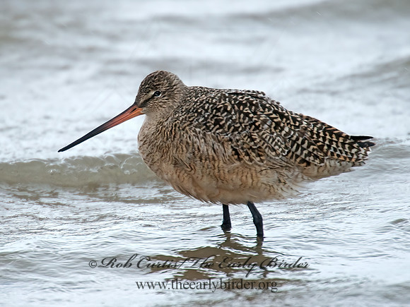 Limosa fedoa  MARBLED GODWIT 9021386z