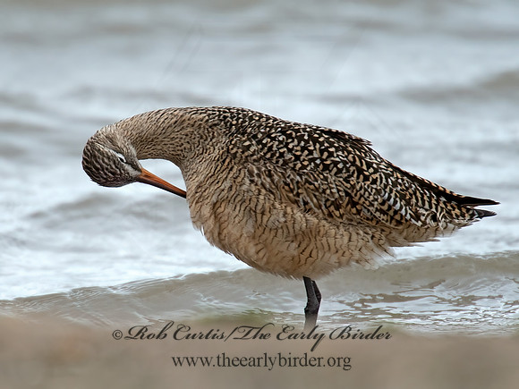 Limosa fedoa  MARBLED GODWIT 9021380z