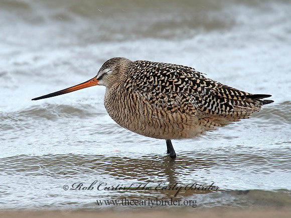 Limosa fedoa  MARBLED GODWIT 9021382z
