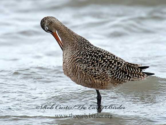 Limosa fedoa  MARBLED GODWIT 9021383z