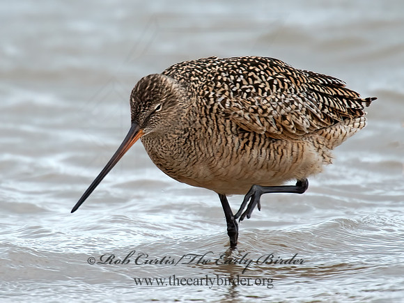Limosa fedoa  MARBLED GODWIT 9021356z