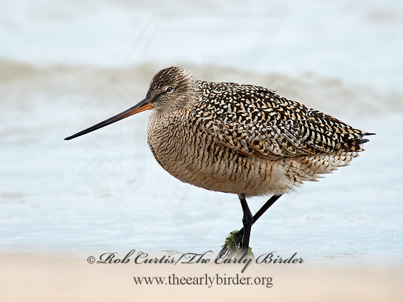Limosa fedoa  MARBLED GODWIT 9021346z