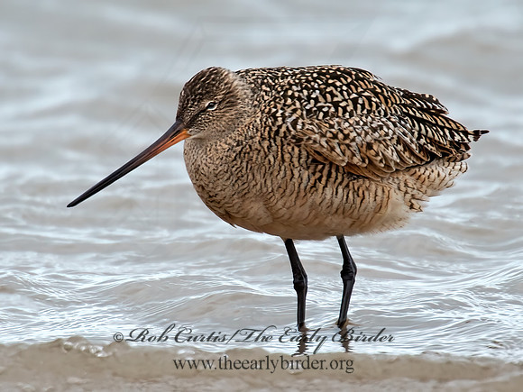 Limosa fedoa  MARBLED GODWIT 9021354z