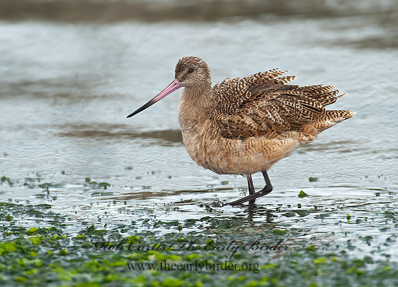 Limosa fedoa  MARBLED GODWIT 8020234z