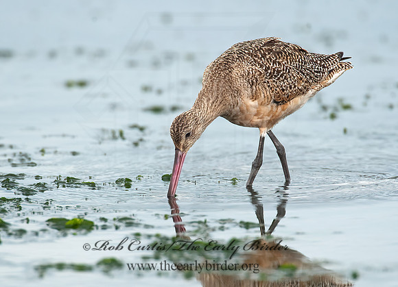 Limosa fedoa  MARBLED GODWIT 8020230z