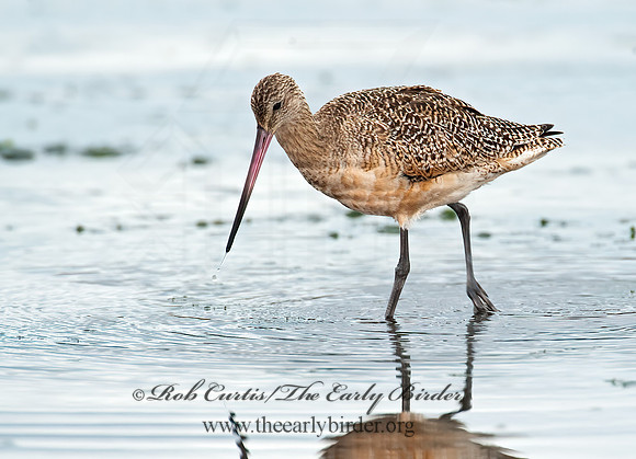 Limosa fedoa  MARBLED GODWIT 8020229z