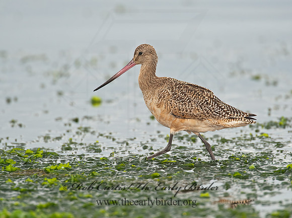 Limosa fedoa  MARBLED GODWIT 8020231z