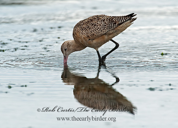 Limosa fedoa  MARBLED GODWIT 8020222z