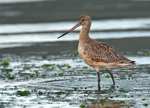 Limosa fedoa  MARBLED GODWIT 8020224z