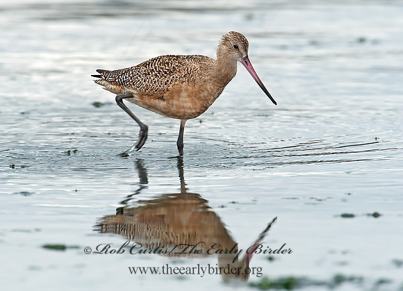 Limosa fedoa  MARBLED GODWIT 8020220z