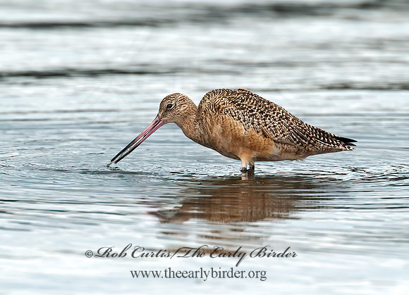 Limosa fedoa  MARBLED GODWIT 8020215z