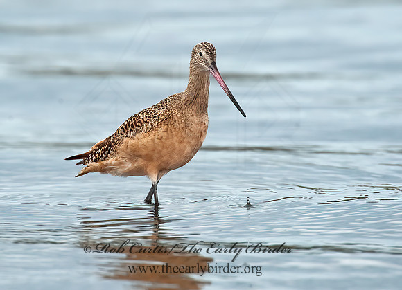 Limosa fedoa  MARBLED GODWIT 8020213z