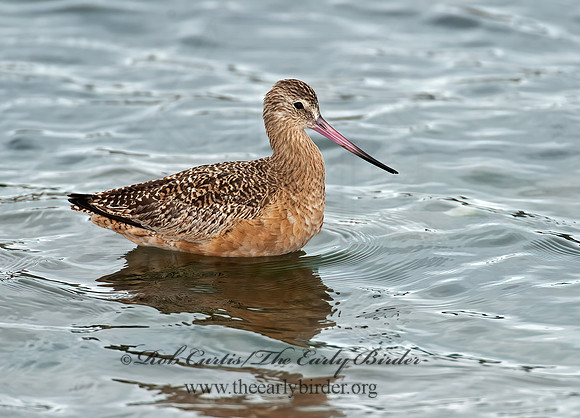 Limosa fedoa  MARBLED GODWIT 8020180z