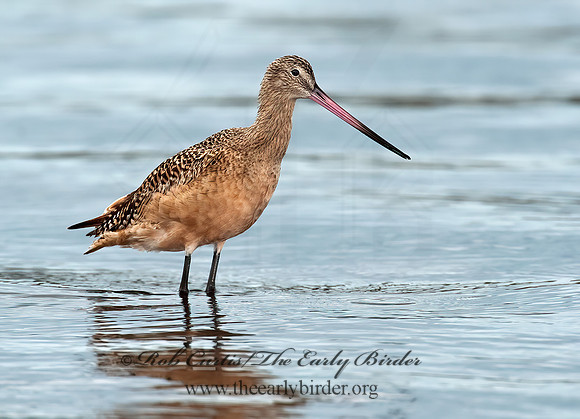 Limosa fedoa  MARBLED GODWIT 8020211z