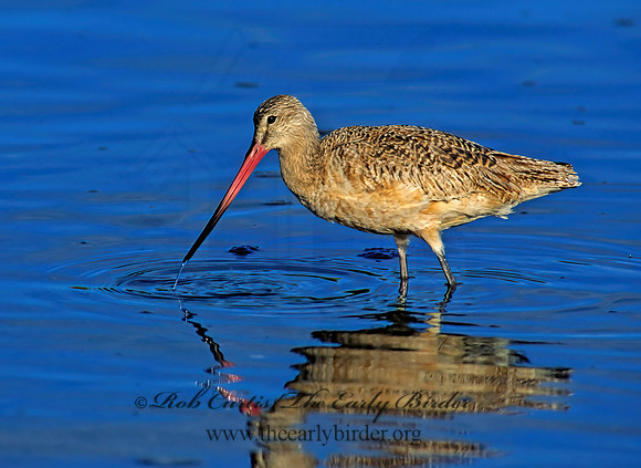 Limosa fedoa  MARBLED GODWIT 129337z