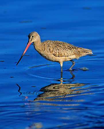 Limosa fedoa  MARBLED GODWIT 129414z