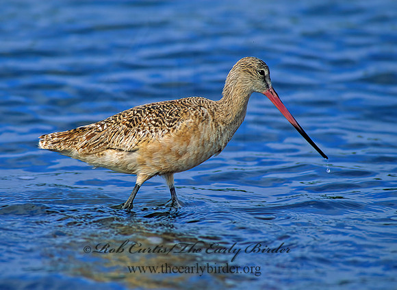 Limosa fedoa  MARBLED GODWIT 129502z