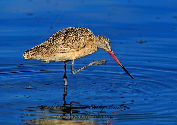 Limosa fedoa  MARBLED GODWIT 129331z