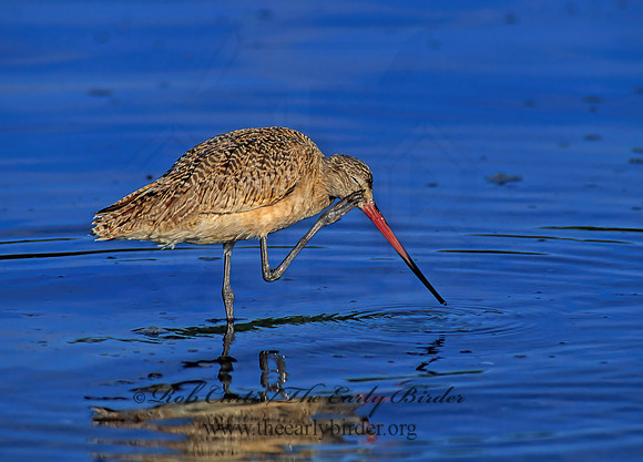 Limosa fedoa  MARBLED GODWIT 129332z