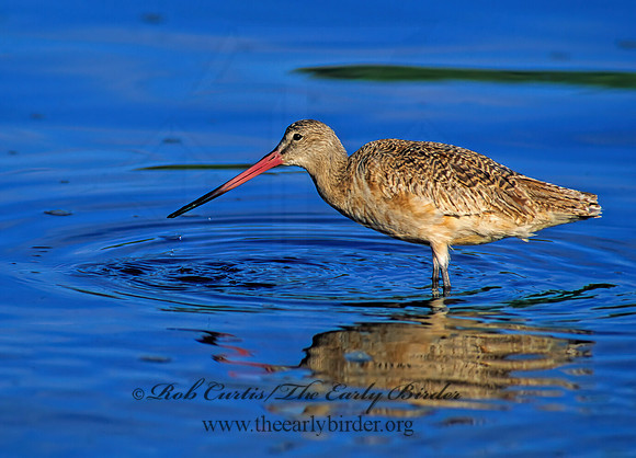 Limosa fedoa  MARBLED GODWIT 129324z
