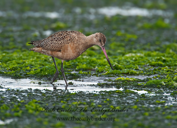 Limosa fedoa  MARBLED GODWIT 8020209z