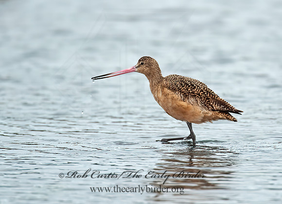 Limosa fedoa  MARBLED GODWIT 8020205z