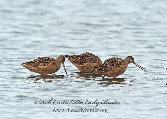 Limosa fedoa  MARBLED GODWIT 8020199z
