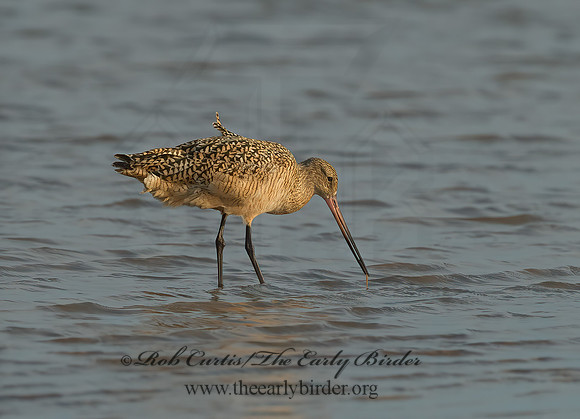 Limosa fedoa  MARBLED GODWIT 7003996z