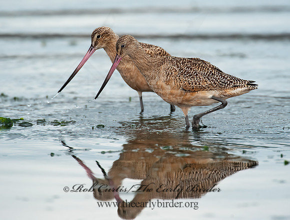 Limosa fedoa  MARBLED GODWIT 8020228z