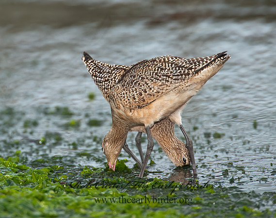 Limosa fedoa  MARBLED GODWIT 8020241z