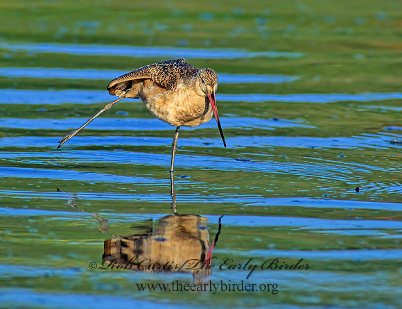 Limosa fedoa  MARBLED GODWIT 129226z