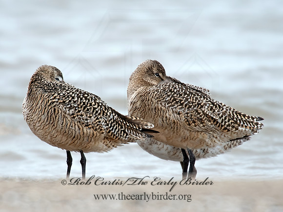 Limosa fedoa  MARBLED GODWIT 9021336z