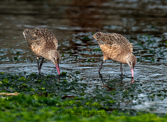 Limosa fedoa  MARBLED GODWIT 8020245z