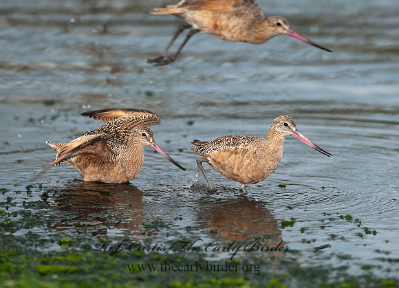Limosa fedoa  MARBLED GODWIT 8020246z