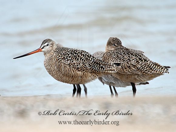 Limosa fedoa  MARBLED GODWIT 9021341z