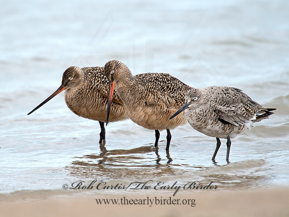 Limosa fedoa  MARBLED GODWIT 9021366z